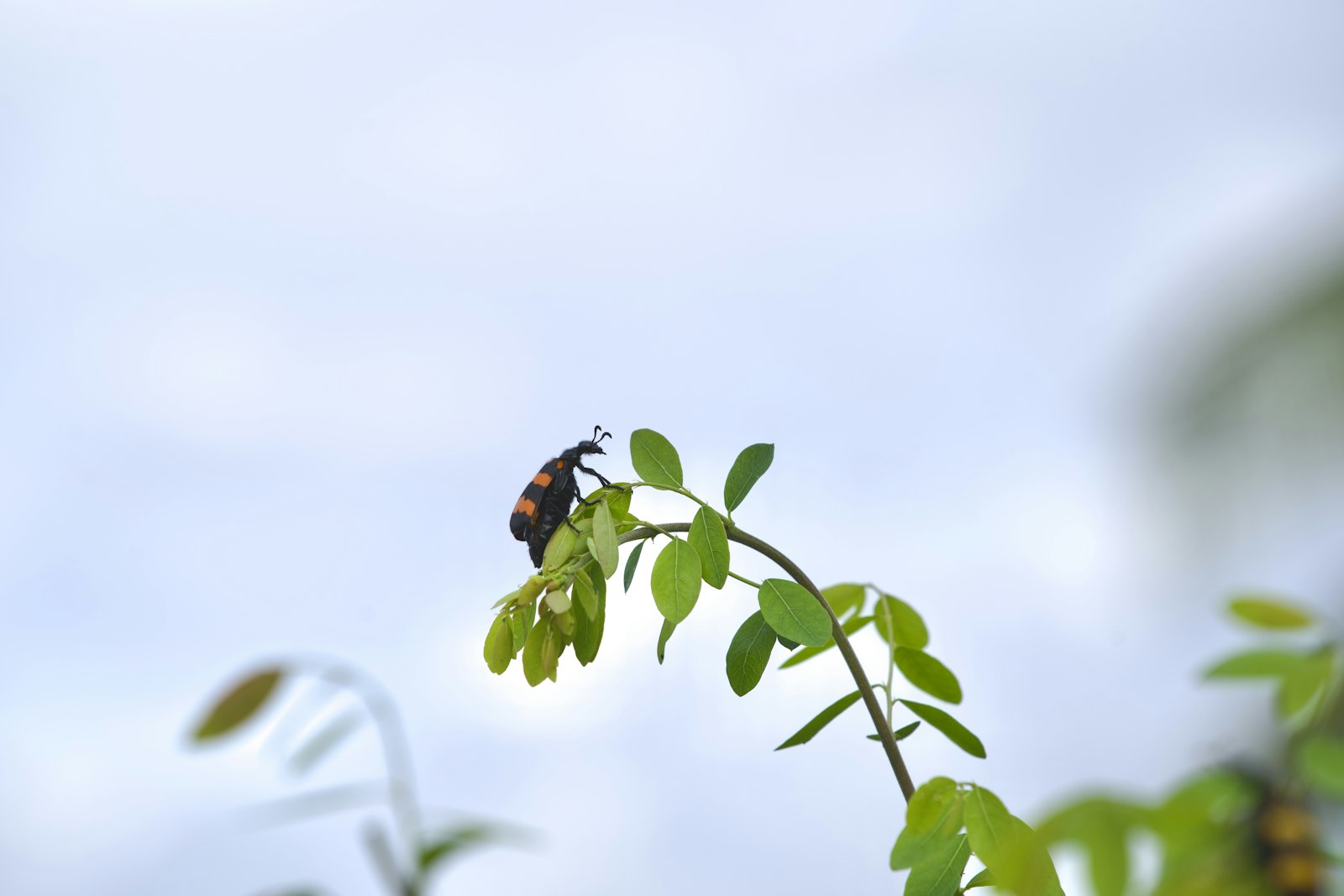Writing a bug report maintainers can act on